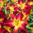 Daylily, Rainbow Rhythm® Ruby Spider Daylily