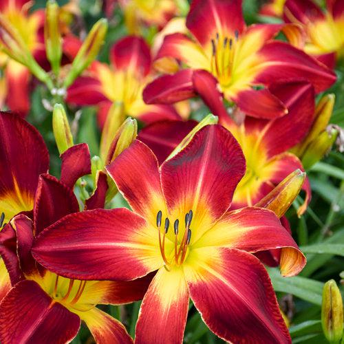 Daylily, Rainbow Rhythm® Ruby Spider Daylily