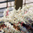Astilbe, Bridal Veil Astilbe
