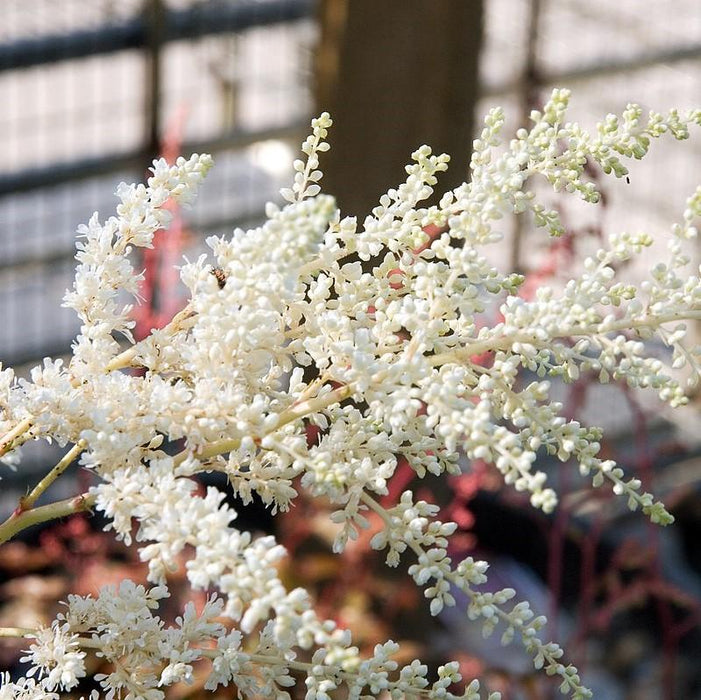 Astilbe, Bridal Veil Astilbe