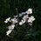 Anemone, September Charm Anemone
