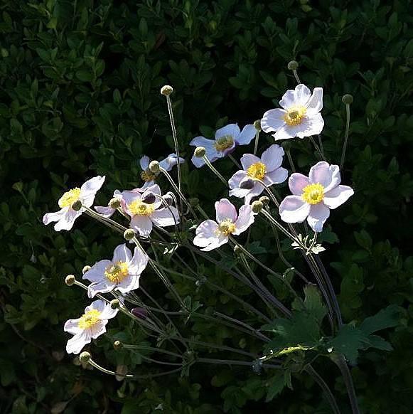 Anemone, September Charm Anemone