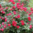 Rose, OSO Easy® Double Red Rose