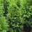 Arborvitae, Sasquatch™ Dark Green Arborvitae