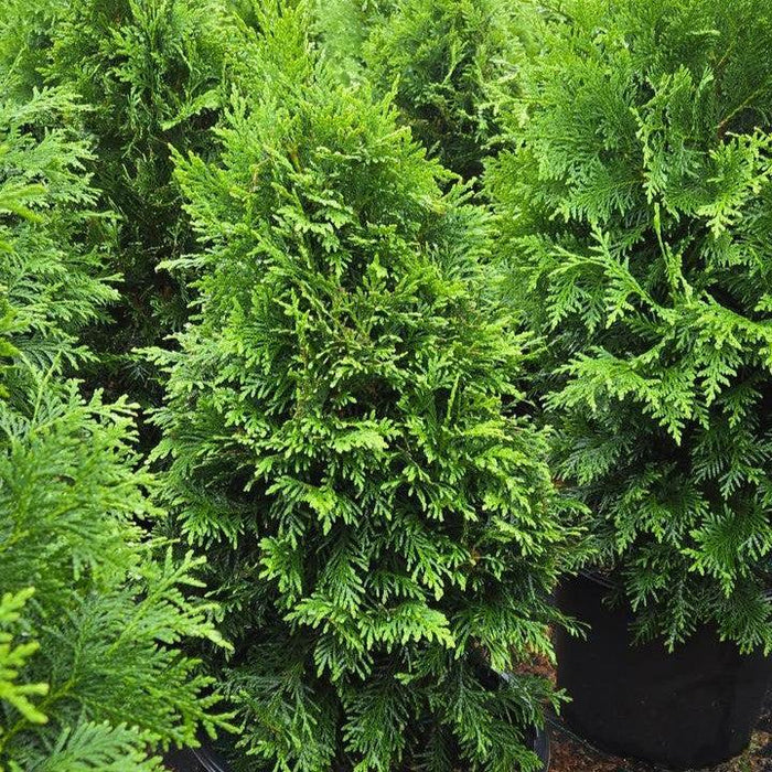 Arborvitae, Sasquatch™ Dark Green Arborvitae