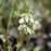 Vaccinium corymbosum 'Bluecrop'  - Bluecrop Highbush Blueberry