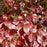 Viburnum, Blue Blaze™ Viburnum