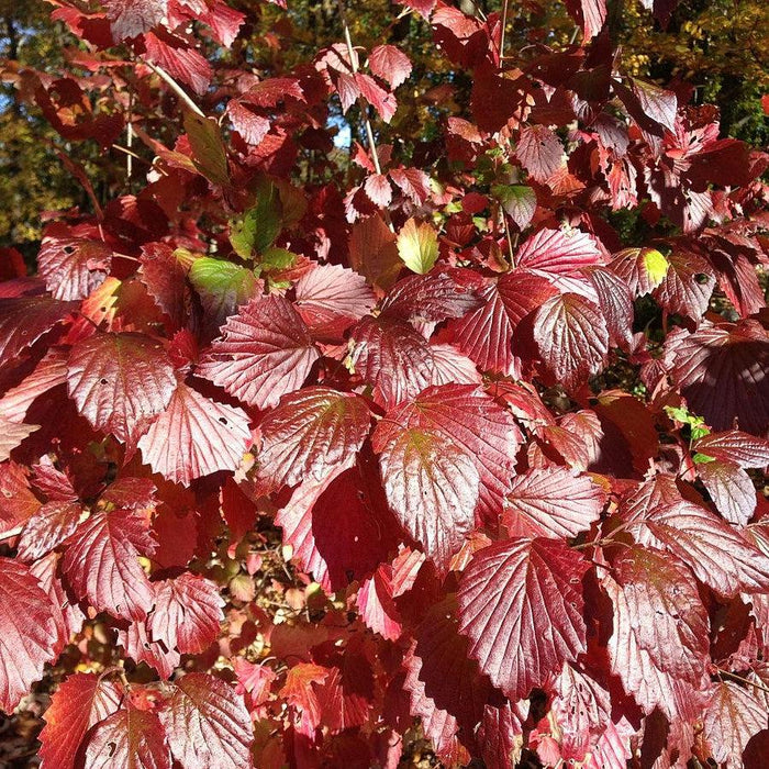 Viburnum, Blue Blaze™ Viburnum