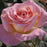 Rose, Elle® Rose