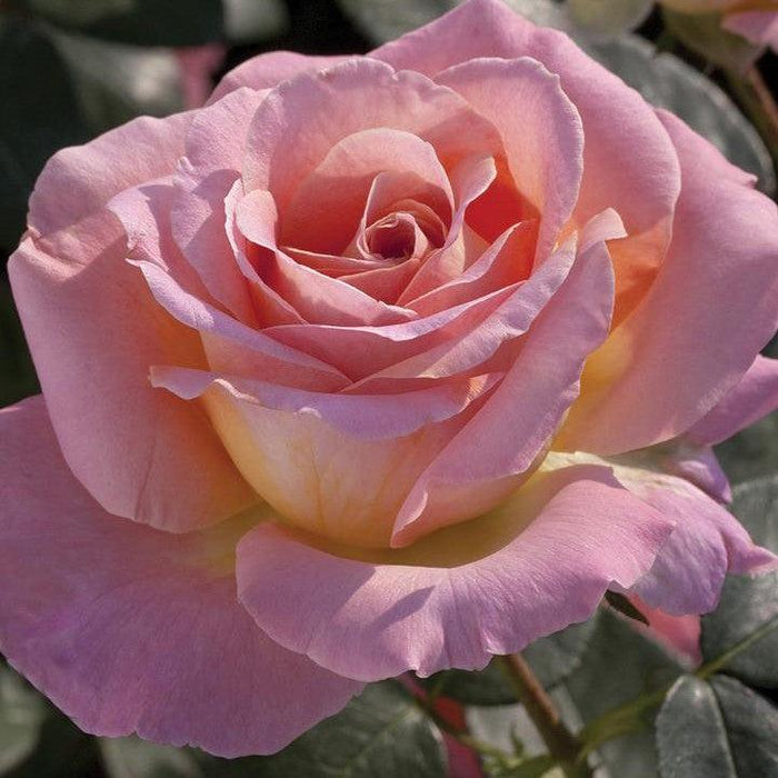 Rose, Elle® Rose