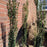 Ilex crenata 'Sky Pencil'  - Sky Pencil Japanese Holly