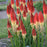 Torch Lily, PW® Pyromania® Rocket's Red Glare Red Hot Poker