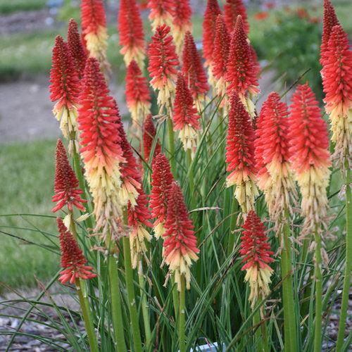 Torch Lily, PW® Pyromania® Rocket's Red Glare Red Hot Poker