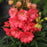 Delphinium, Red Lark Delphinium