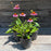 Coneflower, Magnus Echinacea, Coneflower
