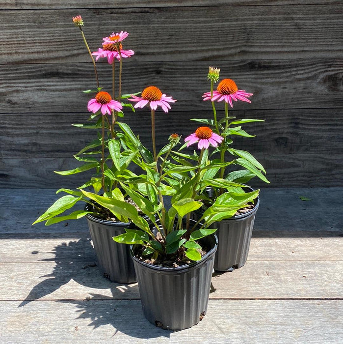 Coneflower, Magnus Echinacea, Coneflower