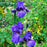 Iris, His Royal Highness Bearded Iris