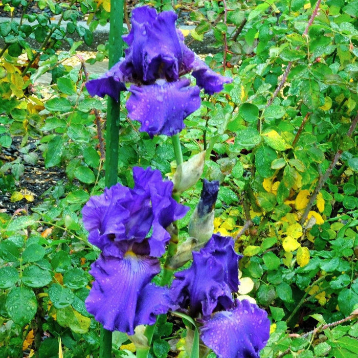 Iris, His Royal Highness Bearded Iris