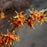 Witch Hazel, Vernal Witch Hazel