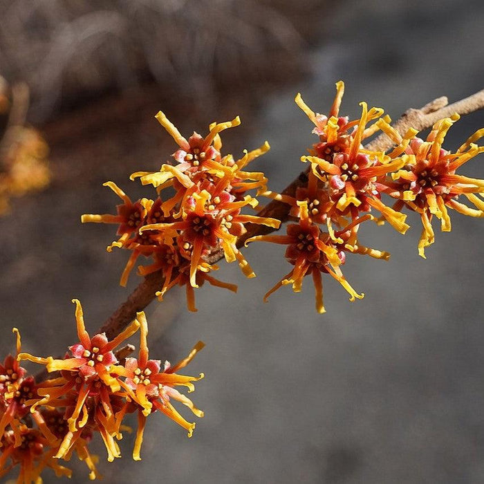 Witch Hazel, Vernal Witch Hazel