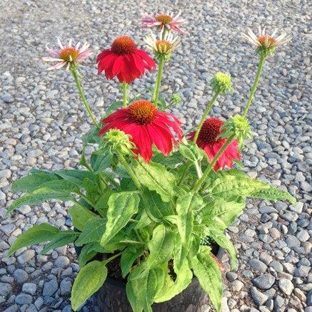 Coneflower, Sombrero® Salsa Red Coneflower