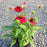 Coneflower, Sombrero® Salsa Red Coneflower