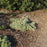 Silver Mound, Wormwood, Ghost Plant
