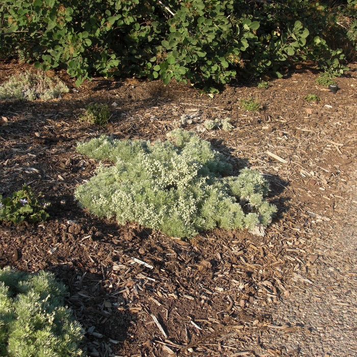 Silver Mound, Wormwood, Ghost Plant