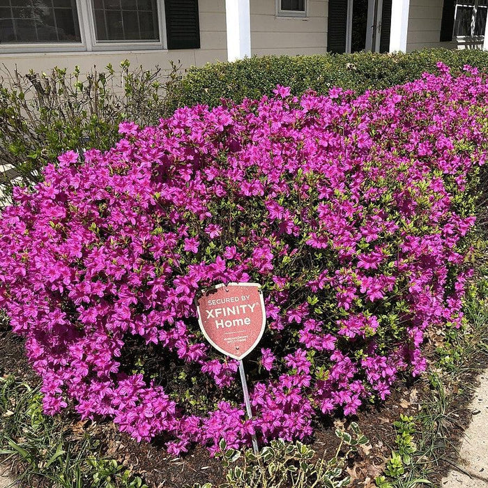 Azalea, Girard's Fuchsia Azalea