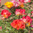 Rose, Sunset Horizon™ Rose