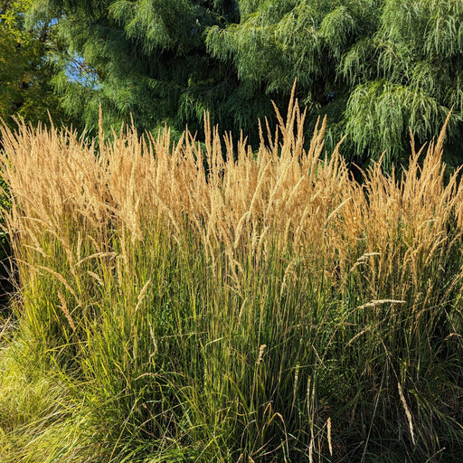 Grass, Karl Foerster's Feather Reed Grass