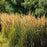 Grass, Karl Foerster's Feather Reed Grass