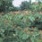 Dogwood, Pagoda Dogwood