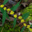 Goldenrod, Blue-stemmed Goldenrod