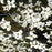 Dogwood, Flowering Dogwood