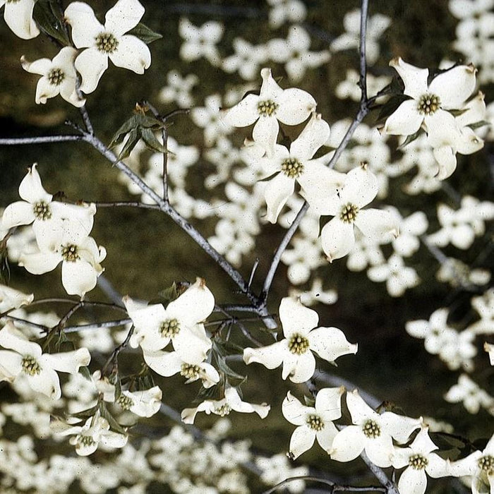 Dogwood, Flowering Dogwood