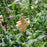 Foxglove, Dalmatian Peach Foxglove