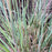 Grass, The Blues Little Bluestem