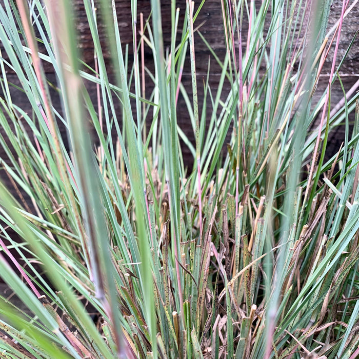 Grass, The Blues Little Bluestem