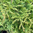 Arborvitae, Junior Giant Arborvitae