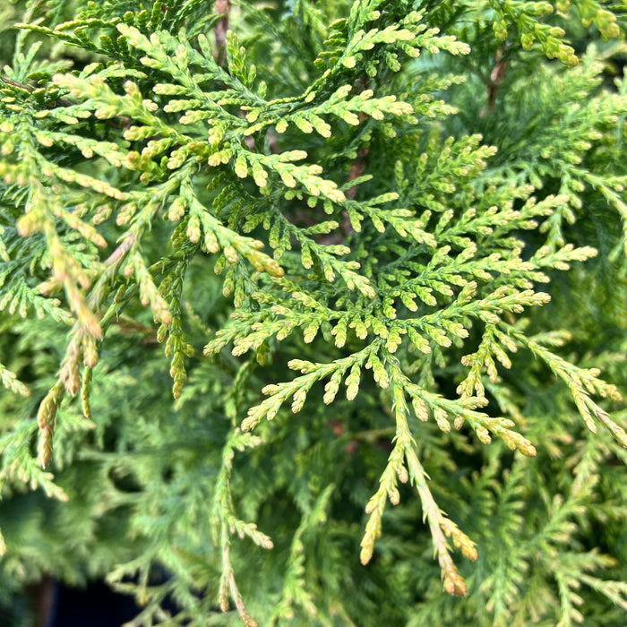 Arborvitae, Junior Giant Arborvitae