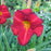 Daylily, Chicago Apache Daylily