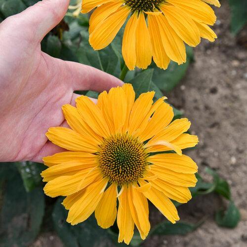 Coneflower, Color Coded® One in a Melon Echinacea