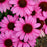 Coneflower, Color Coded® The Fuchsia is Bright Echinacea