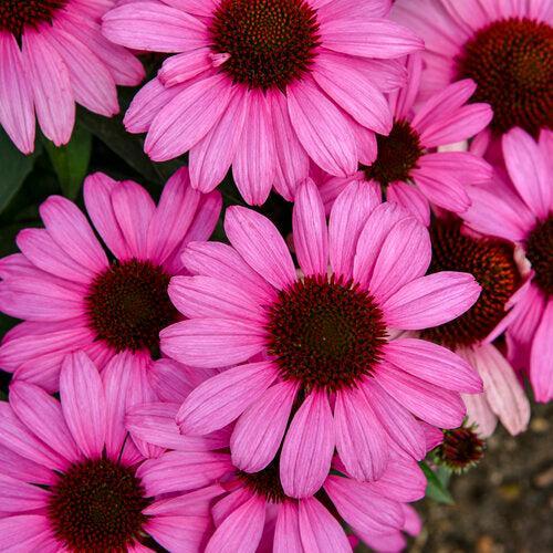Coneflower, Color Coded® The Fuchsia is Bright Echinacea