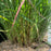 Grass, Shenandoah Switch Grass