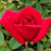 Rose, Kashmir Rose
