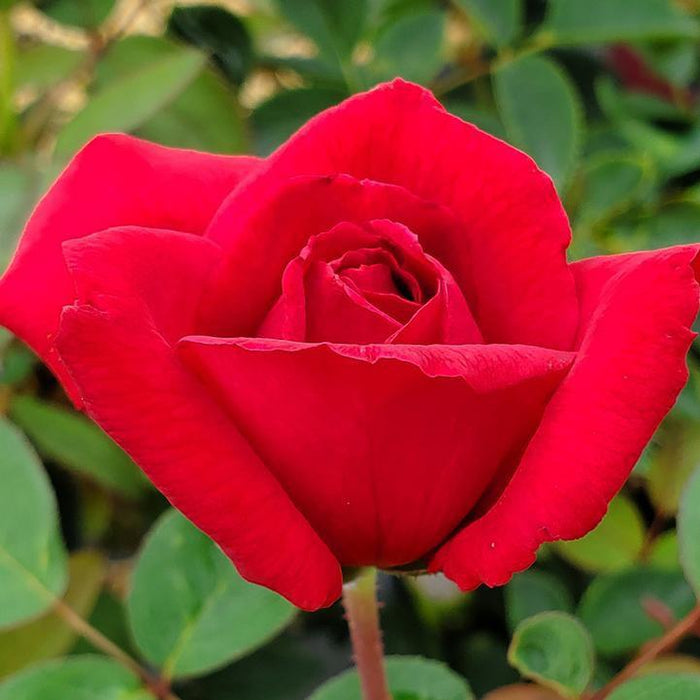 Rose, Kashmir Rose