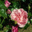 Rosa 'Ausrimini'  - Strawberry Hill® Climbing Rose