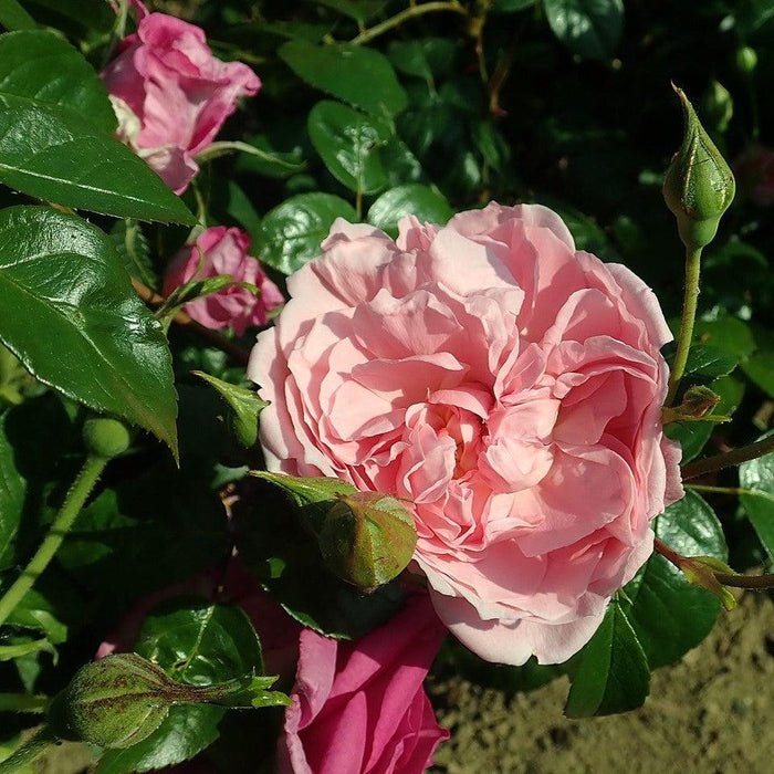 Rosa 'Ausrimini'  - Strawberry Hill® Climbing Rose